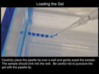 Loading the Gel
Carefully place the pipette tip over a well and gently expel the sample.
The sample should sink into the well. Be careful not to puncture the
gel with the pipette tip.
 