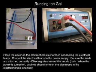 Place the cover on the electrophoresis chamber, connecting the electrical
leads. Connect the electrical leads to the power supply. Be sure the leads
are attached correctly - DNA migrates toward the anode (red). When the
power is turned on, bubbles should form on the electrodes in the
electrophoresis chamber.
Running the Gel
 