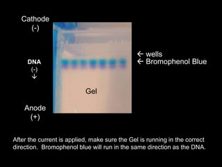  wells
 Bromophenol Blue
Cathode
(-)
Anode
(+)
Gel
After the current is applied, make sure the Gel is running in the correct
direction. Bromophenol blue will run in the same direction as the DNA.
DNA
(-)

 