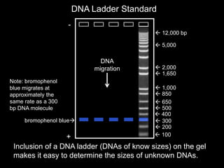  100
 200
 300
 1,650
 1,000
 500
 850
 650
 400
 12,000 bp
 5,000
 2,000
DNA Ladder Standard
Inclusion of a DNA ladder (DNAs of know sizes) on the gel
makes it easy to determine the sizes of unknown DNAs.
-
+
DNA
migration
bromophenol blue
Note: bromophenol
blue migrates at
approximately the
same rate as a 300
bp DNA molecule
 