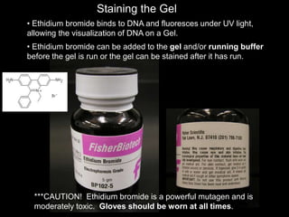 Staining the Gel
***CAUTION! Ethidium bromide is a powerful mutagen and is
moderately toxic. Gloves should be worn at all times.
• Ethidium bromide binds to DNA and fluoresces under UV light,
allowing the visualization of DNA on a Gel.
• Ethidium bromide can be added to the gel and/or running buffer
before the gel is run or the gel can be stained after it has run.
 