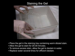 Staining the Gel
• Place the gel in the staining tray containing warm diluted stain.
• Allow the gel to stain for 25-30 minutes.
• To remove excess stain, allow the gel to destain in water.
• Replace water several times for efficient destain.
 
