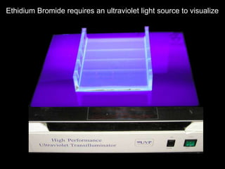 Ethidium Bromide requires an ultraviolet light source to visualize
 