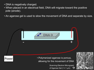 • DNA is negatively charged.
+
-
Power
DNA
• When placed in an electrical field, DNA will migrate toward the positive
pole (anode).
• An agarose gel is used to slow the movement of DNA and separate by size.
Scanning Electron Micrograph
of Agarose Gel (1×1 µm) 
• Polymerized agarose is porous,
allowing for the movement of DNA
 