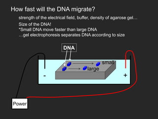 +
-
Power
DNA
How fast will the DNA migrate?
strength of the electrical field, buffer, density of agarose gel…
Size of the DNA!
*Small DNA move faster than large DNA
…gel electrophoresis separates DNA according to size
small
large
 