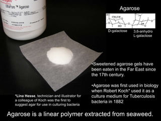 Agarose
Agarose is a linear polymer extracted from seaweed.
D-galactose 3,6-anhydro
L-galactose
•Sweetened agarose gels have
been eaten in the Far East since
the 17th century.
•Agarose was first used in biology
when Robert Koch* used it as a
culture medium for Tuberculosis
bacteria in 1882
*Lina Hesse, technician and illustrator for
a colleague of Koch was the first to
suggest agar for use in culturing bacteria
 
