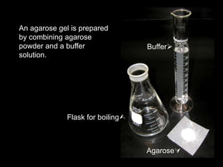 An agarose gel is prepared
by combining agarose
powder and a buffer
solution.
Agarose
Buffer
Flask for boiling
 