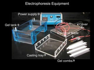 Casting tray
Gel combs
Power supply
Gel tank Cover
Electrical leads

Electrophoresis Equipment
 