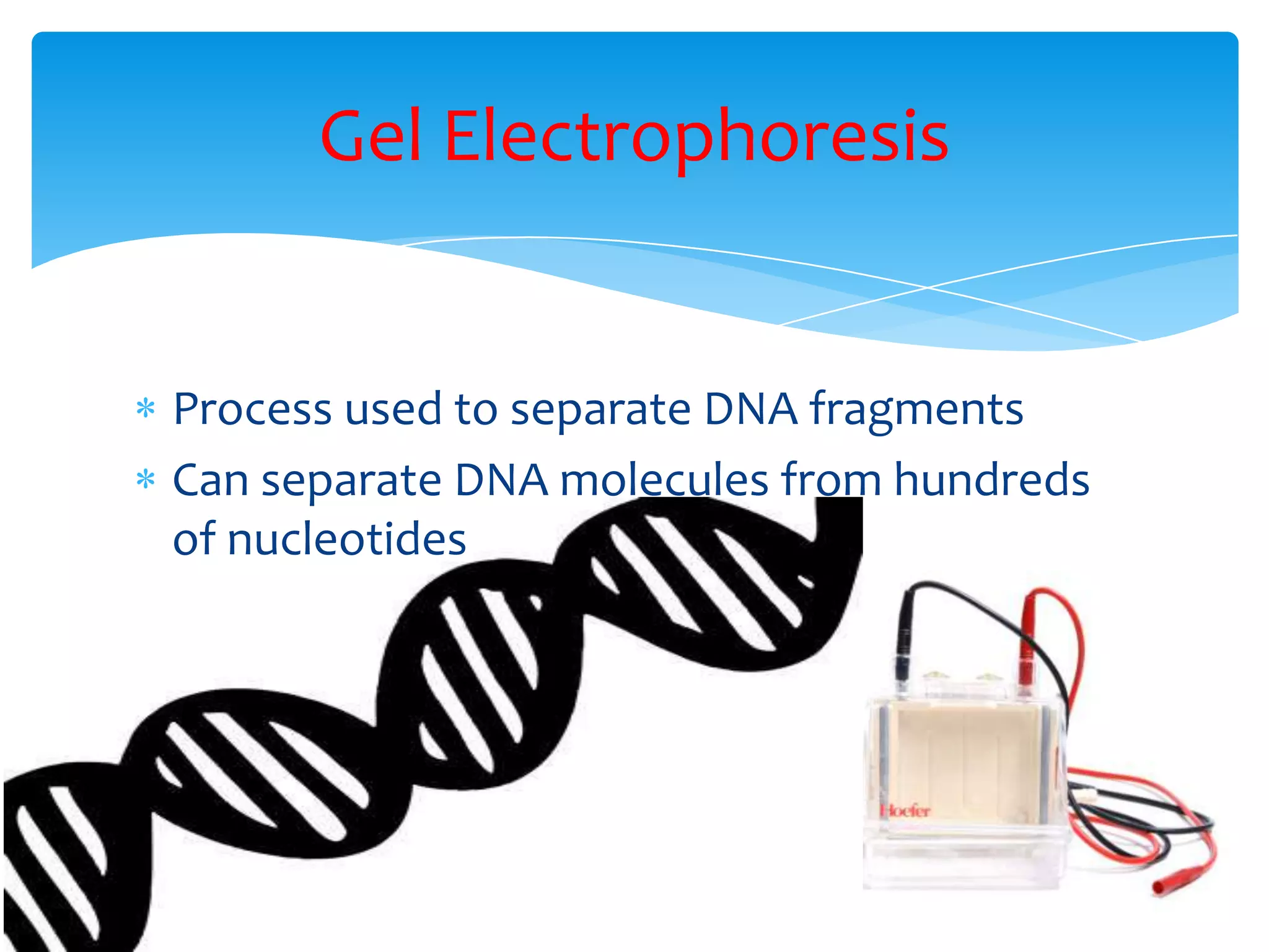 Gel electrophoresis | PPTX