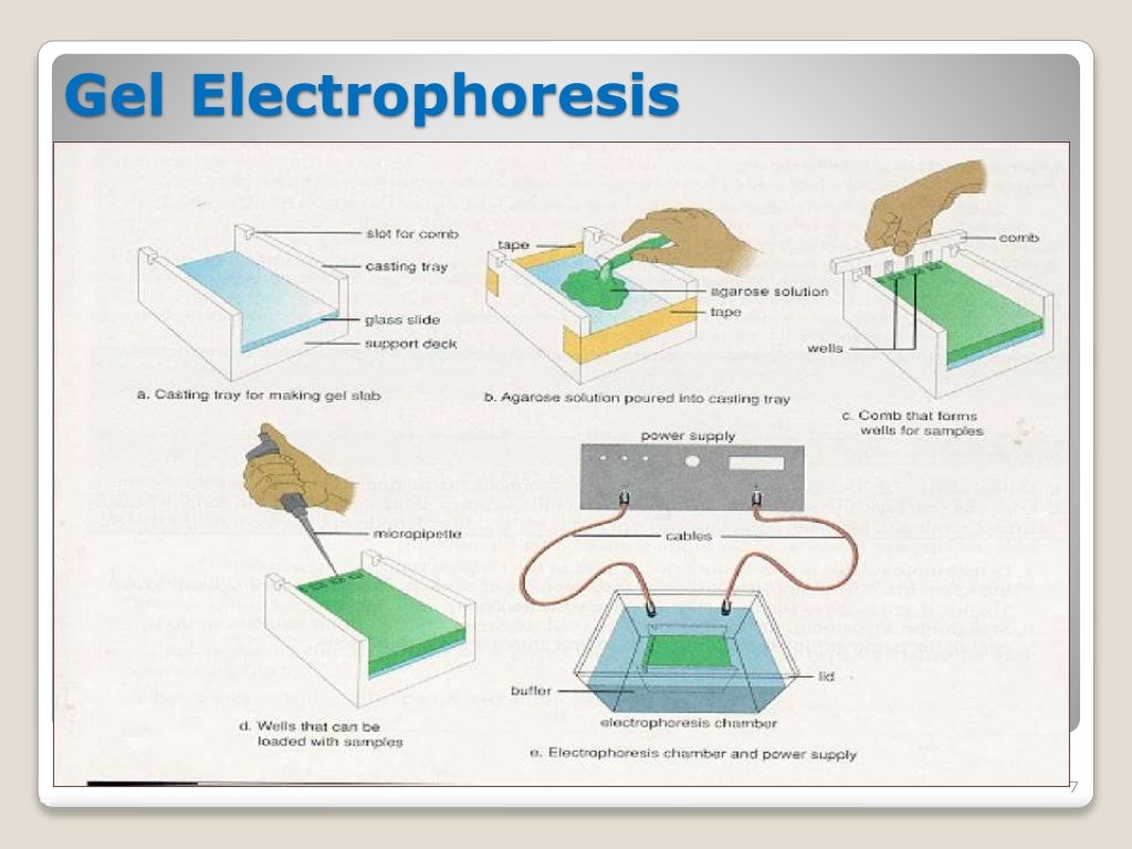 Gel electrophoresis