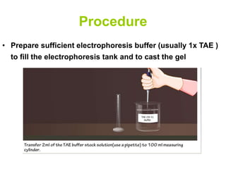 Procedure
• Prepare sufficient electrophoresis buffer (usually 1x TAE )
to fill the electrophoresis tank and to cast the gel
 