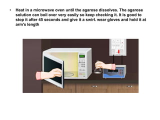 • Heat in a microwave oven until the agarose dissolves. The agarose
solution can boil over very easily so keep checking it. It is good to
stop it after 45 seconds and give it a swirl. wear gloves and hold it at
arm's length
 