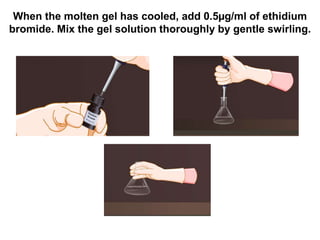 When the molten gel has cooled, add 0.5µg/ml of ethidium
bromide. Mix the gel solution thoroughly by gentle swirling.
 