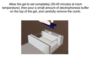 Allow the gel to set completely (30-45 minutes at room
temperature), then pour a small amount of electrophoresis buffer
on the top of the gel, and carefully remove the comb.
 