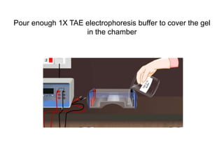 Pour enough 1X TAE electrophoresis buffer to cover the gel
in the chamber
 