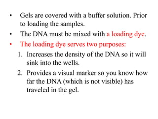 • Gels are covered with a buffer solution. Prior
to loading the samples.
• The DNA must be mixed with a loading dye.
• The loading dye serves two purposes:
1. Increases the density of the DNA so it will
sink into the wells.
2. Provides a visual marker so you know how
far the DNA (which is not visible) has
traveled in the gel.
 