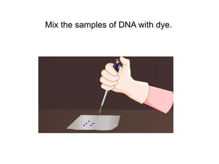 Mix the samples of DNA with dye.
 