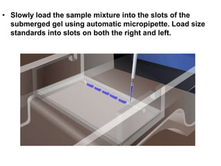 • Slowly load the sample mixture into the slots of the
submerged gel using automatic micropipette. Load size
standards into slots on both the right and left.
 