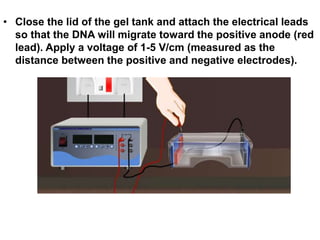 • Close the lid of the gel tank and attach the electrical leads
so that the DNA will migrate toward the positive anode (red
lead). Apply a voltage of 1-5 V/cm (measured as the
distance between the positive and negative electrodes).
 