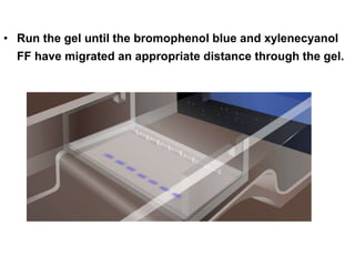• Run the gel until the bromophenol blue and xylenecyanol
FF have migrated an appropriate distance through the gel.
 