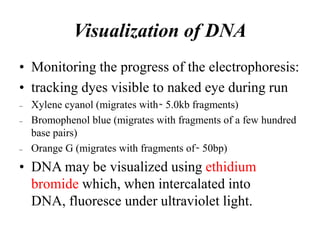 Visualization of DNA
• Monitoring the progress of the electrophoresis:
• tracking dyes visible to naked eye during run
₋ Xylene cyanol (migrates with ̴ 5.0kb fragments)
₋ Bromophenol blue (migrates with fragments of a few hundred
base pairs)
₋ Orange G (migrates with fragments of ̴ 50bp)
• DNA may be visualized using ethidium
bromide which, when intercalated into
DNA, fluoresce under ultraviolet light.
 