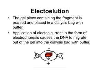 Electoelution
• The gel piece containing the fragment is
excised and placed in a dialysis bag with
buffer.
• Application of electric current in the form of
electrophoresis causes the DNA to migrate
out of the gel into the dialysis bag with buffer.
 