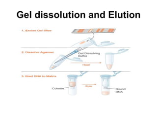 Gel dissolution and Elution
 