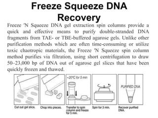 Freeze Squeeze DNA
Recovery
Freeze 'N Squeeze DNA gel extraction spin columns provide a
quick and effective means to purify double-stranded DNA
fragments from TAE- or TBE-buffered agarose gels. Unlike other
purification methods which are often time-consuming or utilize
toxic chaotropic materials, the Freeze 'N Squeeze spin column
method purifies via filtration, using short centrifugation to draw
50–23,000 bp of DNA out of agarose gel slices that have been
quickly frozen and thawed.
 