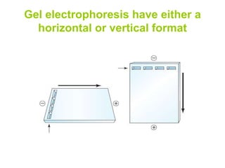 Gel electrophoresis have either a
horizontal or vertical format
 