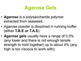 Agarose Gels
• Agarose is a polysaccharide polymer
extracted from seaweed.
• Agarose powder is dissolved in running buffer
(either T.B.E or T.A.E).
• Agarose gels usually have a range of 0.5%
(any lower and there is not enough tensile
strength to hold together) up to about 4% (any
high is too viscous to work with).
 
