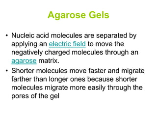 Agarose Gels
• Nucleic acid molecules are separated by
applying an electric field to move the
negatively charged molecules through an
agarose matrix.
• Shorter molecules move faster and migrate
farther than longer ones because shorter
molecules migrate more easily through the
pores of the gel
 