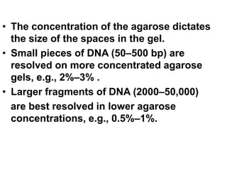 • The concentration of the agarose dictates
the size of the spaces in the gel.
• Small pieces of DNA (50–500 bp) are
resolved on more concentrated agarose
gels, e.g., 2%–3% .
• Larger fragments of DNA (2000–50,000)
are best resolved in lower agarose
concentrations, e.g., 0.5%–1%.
 