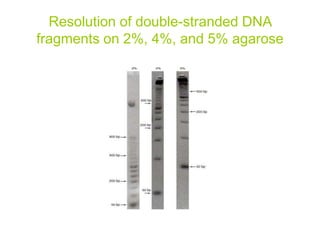 Resolution of double-stranded DNA
fragments on 2%, 4%, and 5% agarose
 