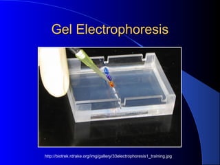 Gel ElectrophoresisGel Electrophoresis
http://biotrek.rdrake.org/img/gallery/33electrophoresis1_training.jpg
 