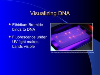 Visualizing DNAVisualizing DNA
 Ethidium Bromide
binds to DNA
 Fluorescence under
UV light makes
bands visible
http://www.lanl.gov/news/albums/bioscience/AnthraxUVplate.sized.jpg
 