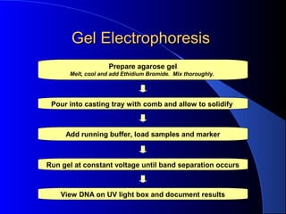 Gel ElectrophoresisGel Electrophoresis
Prepare agarose gel
Melt, cool and add Ethidium Bromide. Mix thoroughly.
Add running buffer, load samples and marker
Run gel at constant voltage until band separation occurs
Pour into casting tray with comb and allow to solidify
View DNA on UV light box and document results
 