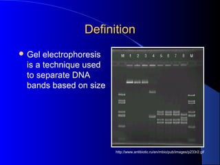 http://www.antibiotic.ru/en/mbio/pub/images/p233r2.gif
DefinitionDefinition
 Gel electrophoresis
is a technique used
to separate DNA
bands based on size
 