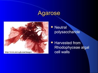 AgaroseAgarose
 Neutral
polysaccharide
 Harvested from
Rhodophyceae algal
cell wallshttp://www.steve.gb.com/images/
 