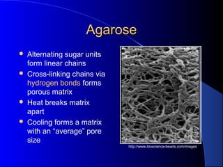 AgaroseAgarose
 Alternating sugar units
form linear chains
 Cross-linking chains via
hydrogen bonds forms
porous matrix
 Heat breaks matrix
apart
 Cooling forms a matrix
with an “average” pore
size
http://www.bioscience-beads.com/images
 