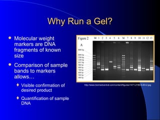 Why Run a Gel?Why Run a Gel?
 Molecular weight
markers are DNA
fragments of known
size
 Comparison of sample
bands to markers
allows…
 Visible confirmation of
desired product
 Quantification of sample
DNA
http://www.biomedcentral.com/content/figures/1471-2180-5-63-2.jpg
 