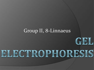 Group II, 8-Linnaeus
 