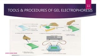 TOOLS & PROCEDURES OF GEL ELECTROPHORESIS
ASHISH KUMAR SWAIN
11
 