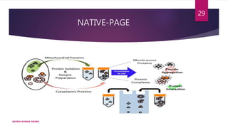 NATIVE-PAGE
ASHISH KUMAR SWAIN
29
 