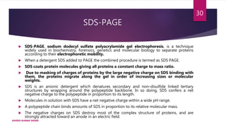SDS-PAGE
 SDS-PAGE, sodium dodecyl sulfate polyacrylamide gel electrophoresis, is a technique
widely used in biochemistry, forensics, genetics and molecular biology to separate proteins
according to their electrophoretic mobility.
 When a detergent SDS added to PAGE the combined procedure is termed as SDS PAGE.
 SDS coats protein molecules giving all proteins a constant charge to mass ratio.
 Due to masking of charges of proteins by the large negative charge on SDS binding with
them, the proteins migrate along the gel in order of increasing sizes or molecular
weights.
 SDS is an anionic detergent which denatures secondary and non–disulfide linked tertiary
structures by wrapping around the polypeptide backbone. In so doing, SDS confers a net
negative charge to the polypeptide in proportion to its length.
 Molecules in solution with SDS have a net negative charge within a wide pH range.
 A polypeptide chain binds amounts of SDS in proportion to its relative molecular mass.
 The negative charges on SDS destroy most of the complex structure of proteins, and are
strongly attracted toward an anode in an electric field.
ASHISH KUMAR SWAIN
30
 