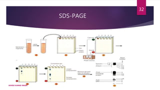SDS-PAGE
ASHISH KUMAR SWAIN
32
 