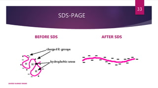 SDS-PAGE
BEFORE SDS AFTER SDS
ASHISH KUMAR SWAIN
33
 