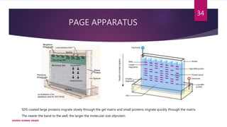 PAGE APPARATUS
SDS-coated large proteins migrate slowly through the gel matrix and small proteins migrate quickly through the matrix
The nearer the band to the well, the larger the molecular size ofprotein
ASHISH KUMAR SWAIN
34
 