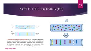 ISOELECTRIC FOCUSING (IEF)
ASHISH KUMAR SWAIN
39
 