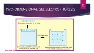 TWO-DIMENSIONAL GEL ELECTROPHORESIS
ASHISH KUMAR SWAIN
41
 