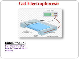 Gel Electrophoresis
Submitted To-
Department of Zoology
Isabella Thoburn College
Lucknow.
 